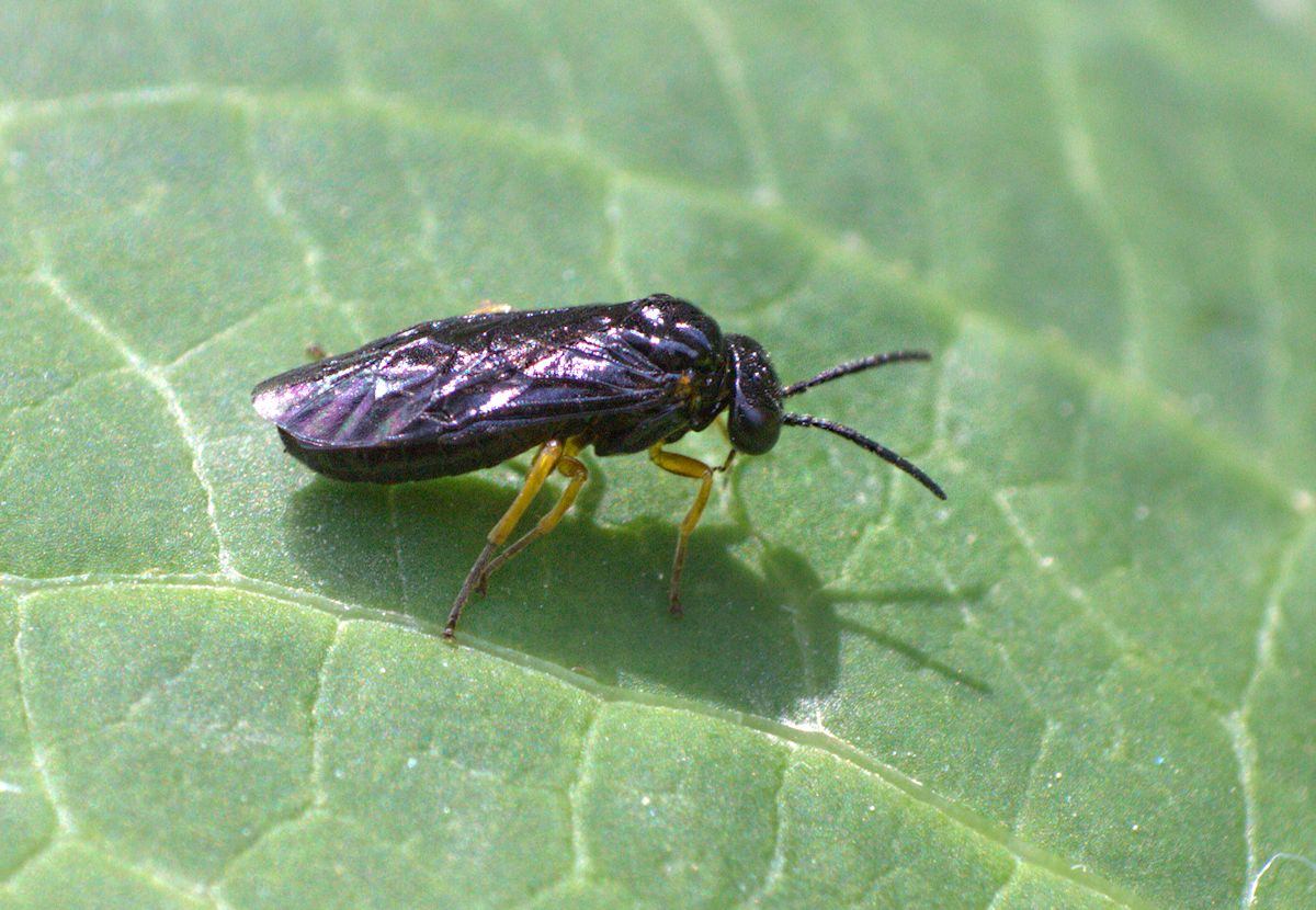 Dulophanes morio, Tenthredinidae